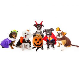 Dogs in Halloween costumes.
