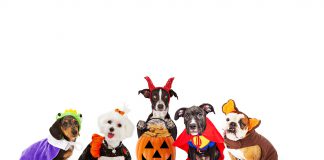 Dogs in Halloween costumes.