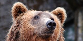 a brown bear gazes beyond the camera